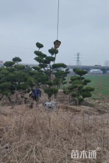 12公分造型龙柏