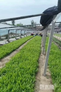 高度10厘米鸢尾