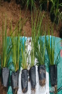高度15厘米崂峪苔草