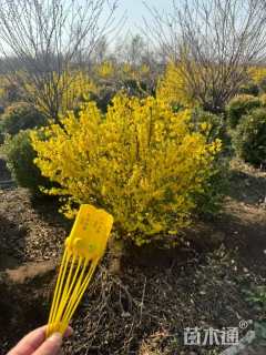 高度40厘米连翘