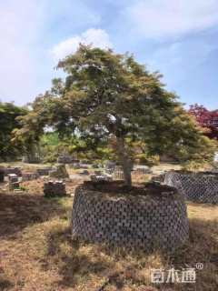 高度380厘米羽毛枫