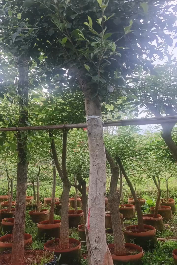 10公分小叶榕