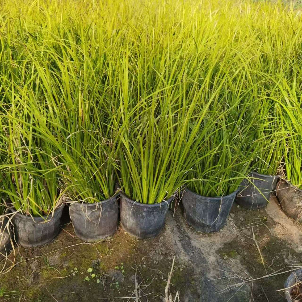 高度50厘米德国鸢尾