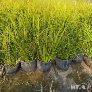 高度50厘米德国鸢尾