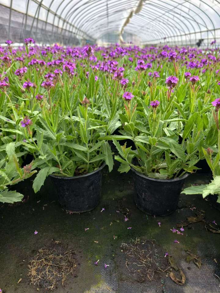 高度20厘米马鞭草