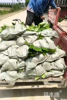 高度35厘米八角金盘小苗