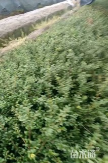 高度30厘米龟甲冬青小苗