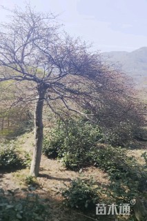 高度250厘米羽毛枫