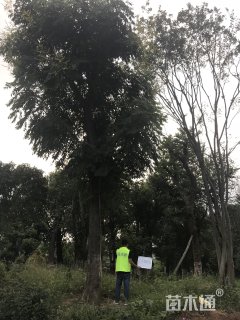 30公分栾树