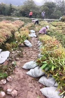 高度30厘米木荷小苗