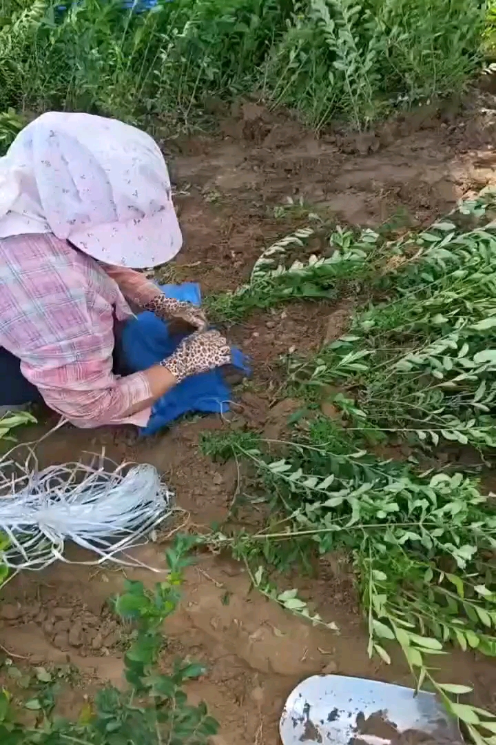 高度35厘米金叶水蜡