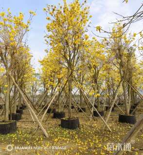 15公分黄花风铃木