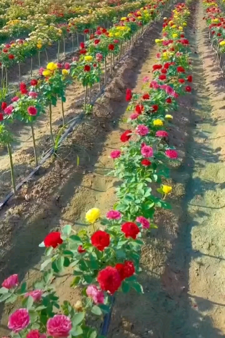 高度150厘米棒棒糖月季