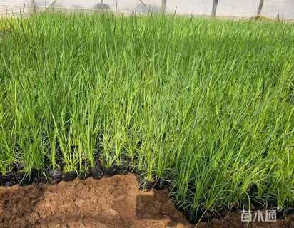高度30厘米香蒲