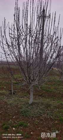 16公分凯尔斯海棠