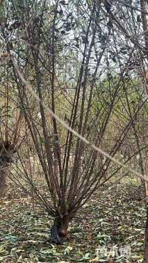 高度150厘米丛生榆叶梅