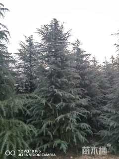 高度350厘米美国蓝杉