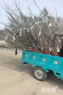 10公分红梅