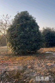 高度300厘米中华石楠