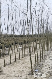 3公分竹柳