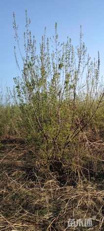 高度400厘米丛生茶条槭