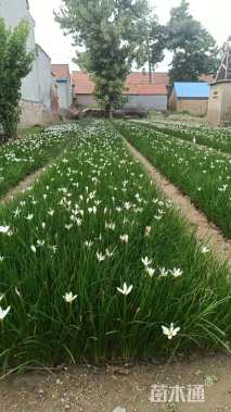 高度18厘米白花葱兰