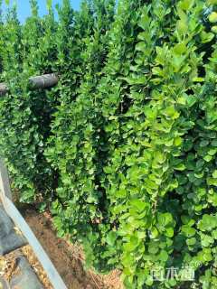 高度180厘米北海道黄杨