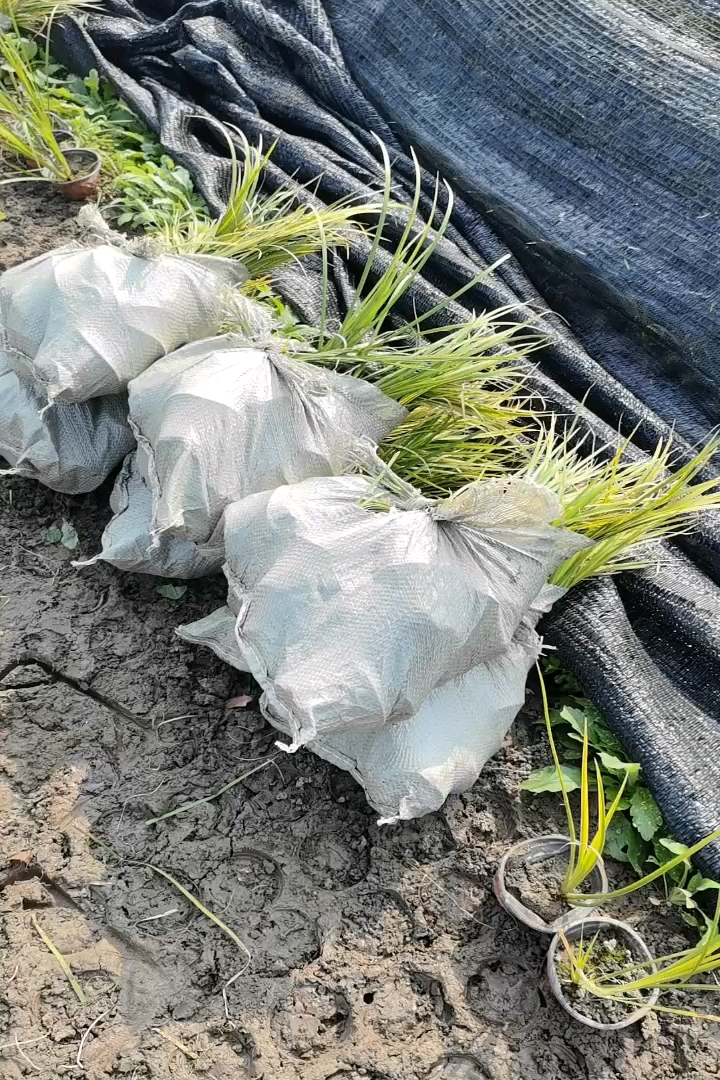 高度25厘米金叶石菖蒲