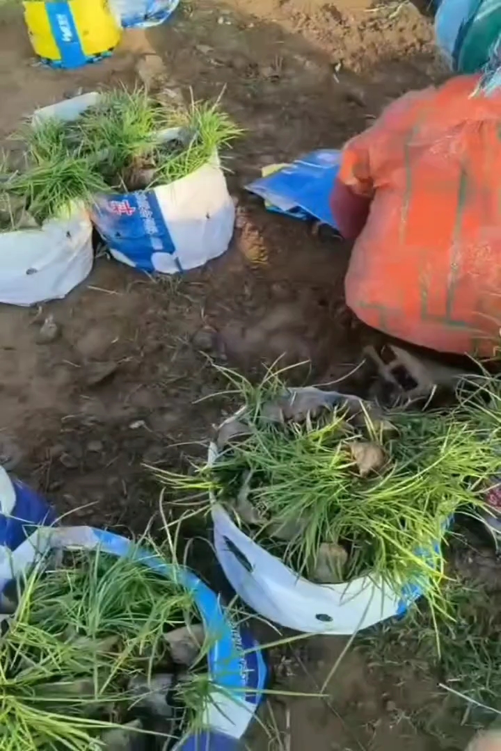 高度15厘米细叶麦冬草