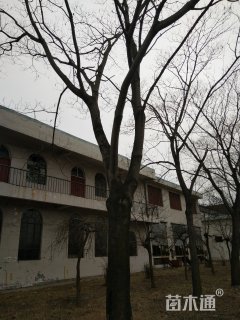30公分合欢