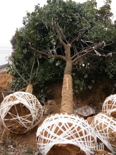 25公分香樟