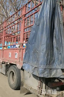 高度25厘米细叶美女樱