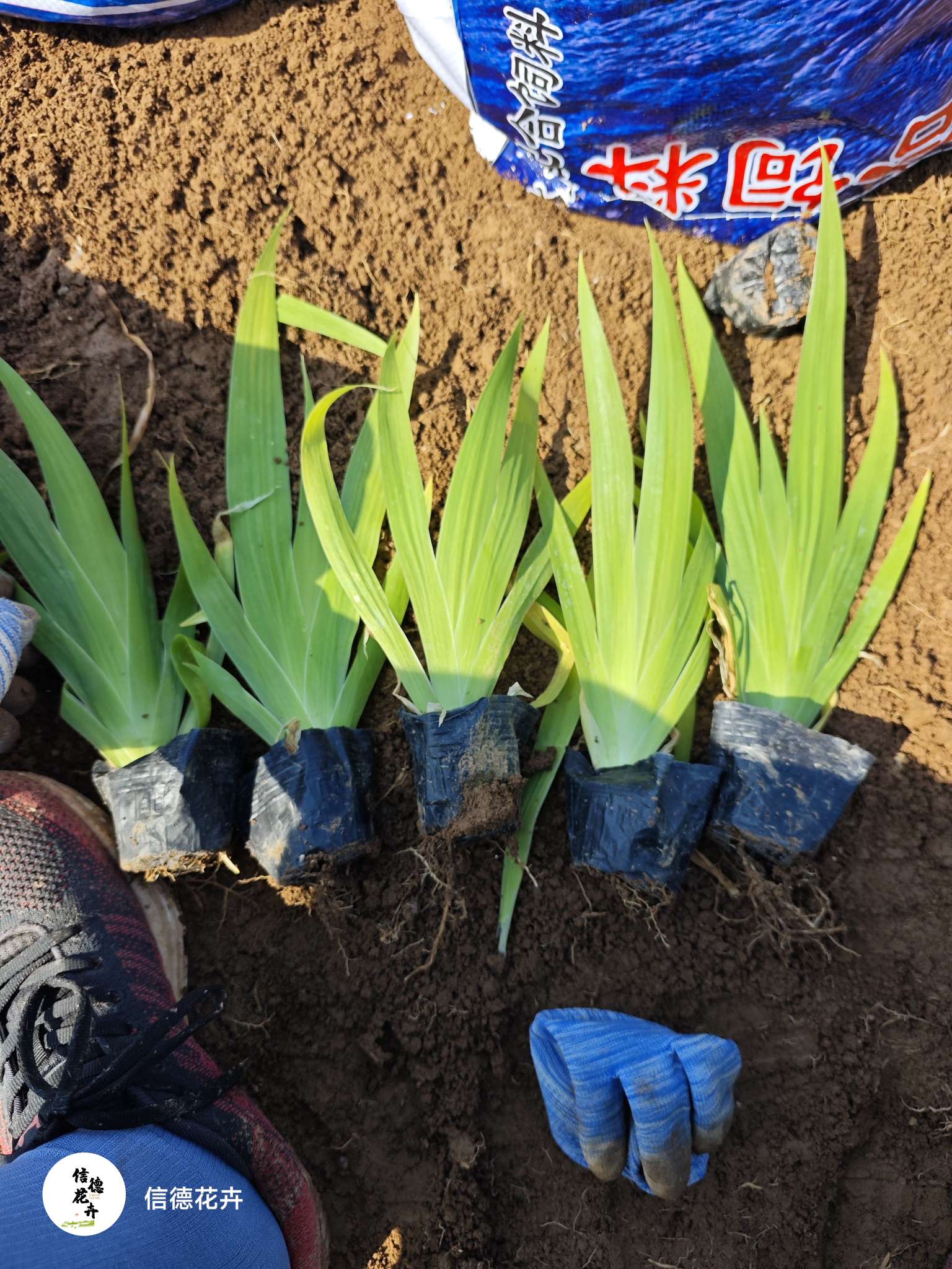高度20厘米蓝花鸢尾