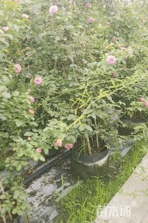 300厘米藤本月季