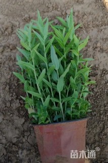 高度20厘米千屈菜