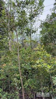 高度150厘米蚊母