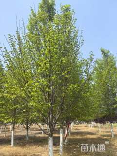 13公分欧洲小叶椴