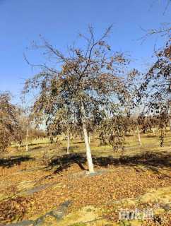 18公分垂枝樱花