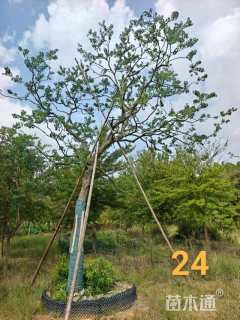 30公分造型乌桕