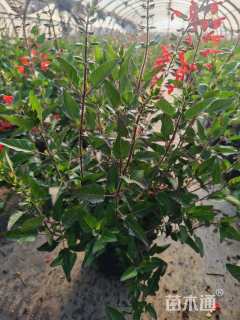 高度35厘米鼠尾草