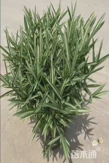 高度25厘米鬼针草
