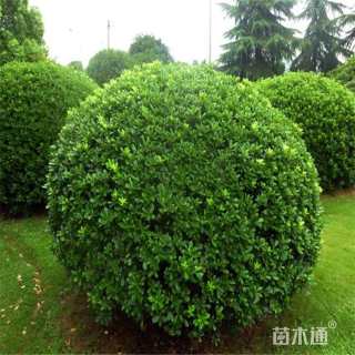 冠幅300厘米海桐球