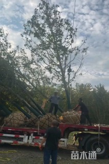 15公分北美枫香