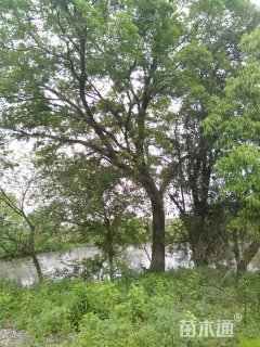 55公分朴树