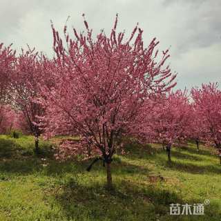 9公分榆叶梅