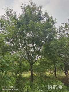 20公分朴树