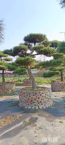 高度320厘米黑松