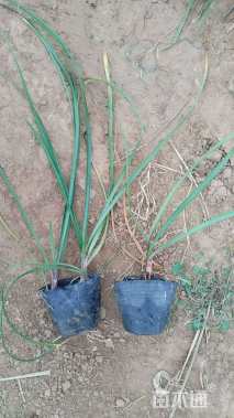 高度20厘米韭兰