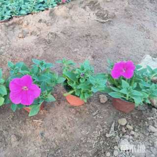 高度15厘米矮牵牛