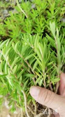 高度3厘米佛甲草